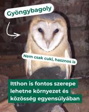 gyöngybagoly - FoZsu ösztöndíj